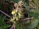 Castor Oil Plant